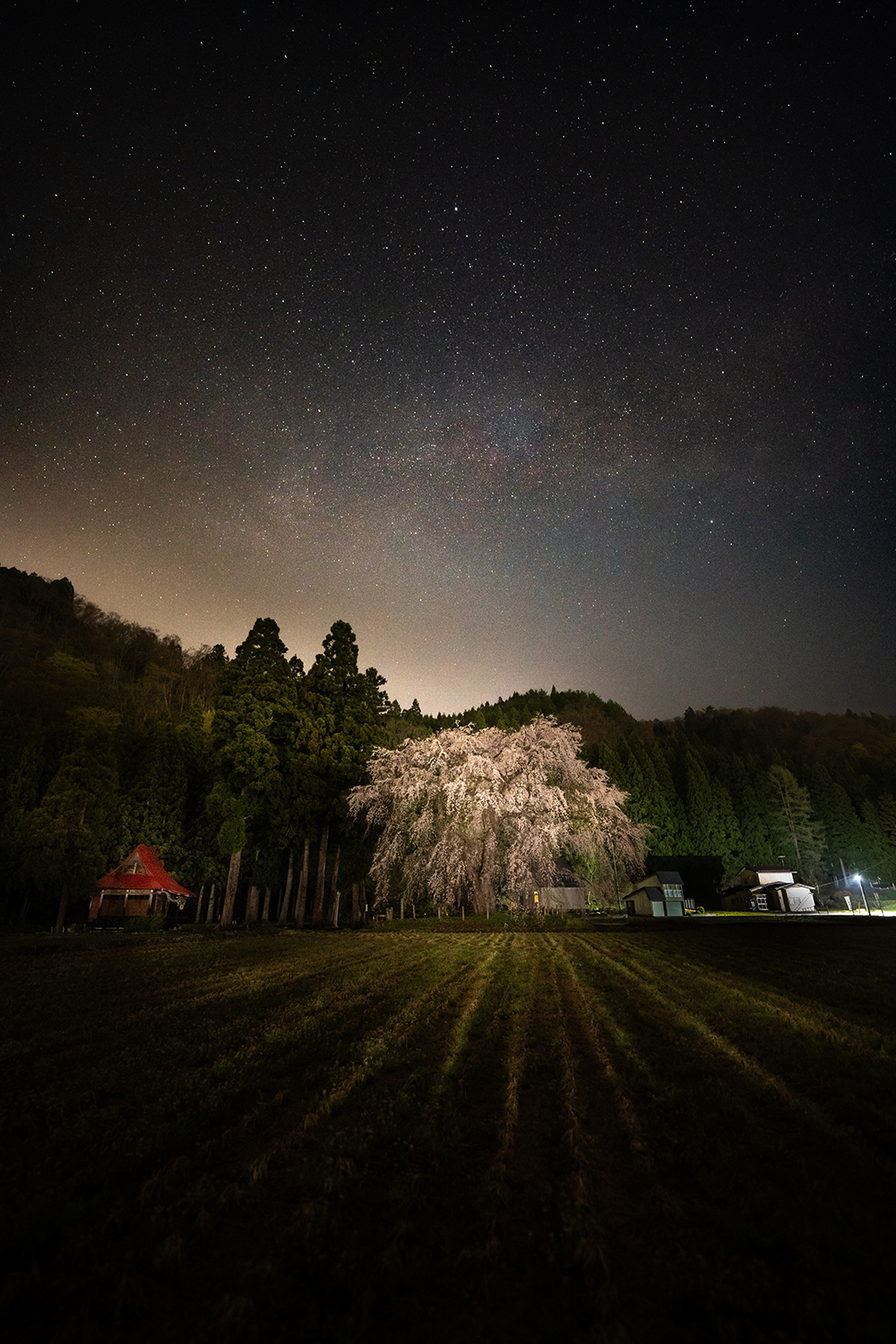 赤塚白山神社 おしら様のしだれ桜